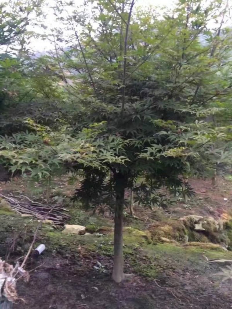 常年批发供应红枫树基地大量销售全部都是苗圃货