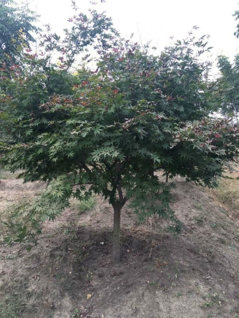 常年批发供应红枫树基地大量销售全部都是苗圃货