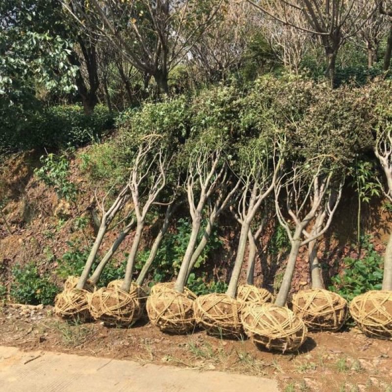 常年批发供应红枫树基地大量销售全部都是苗圃货