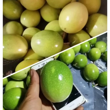 黄金百香果苗纯甜芭乐味黄金百香果苗广西百香果苗