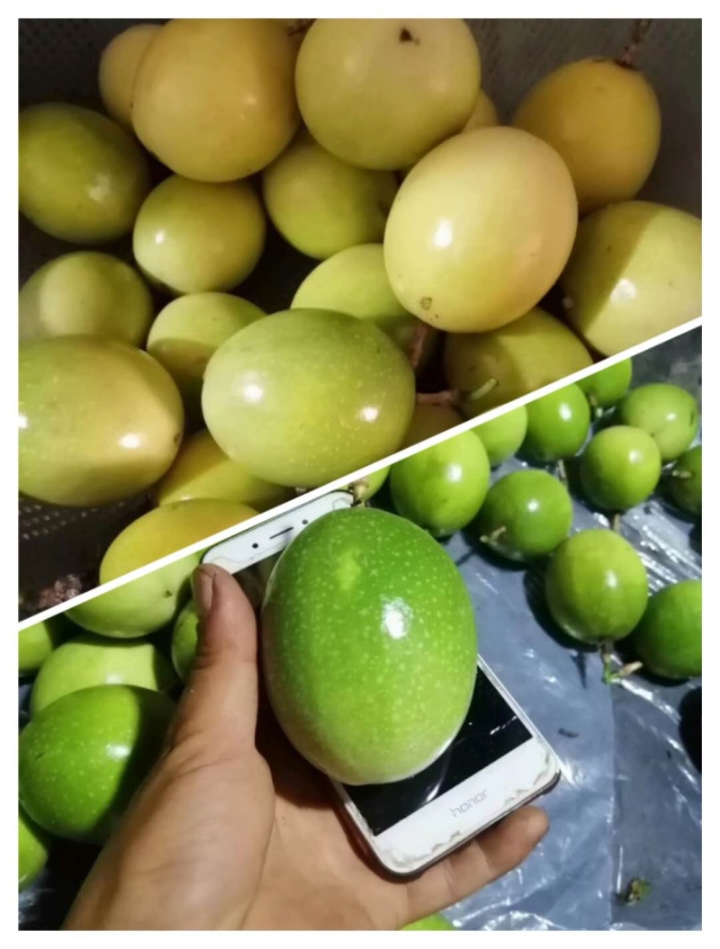 黄金百香果苗纯甜芭乐味黄金百香果苗广西百香果苗