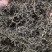 蒲公英蒲公英茶关书药1000g起批