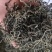 蒲公英蒲公英茶关书药1000g起批