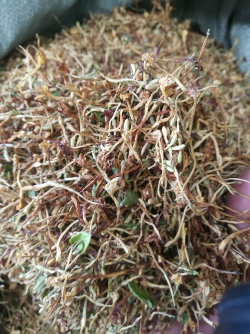 云南野生金银花产地直销
