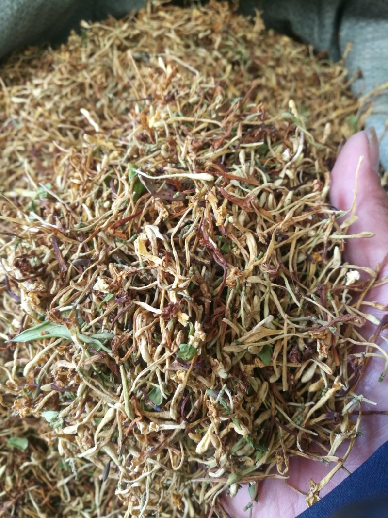 云南野生金银花产地直销