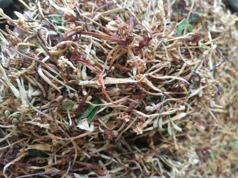 云南野生金银花产地直销