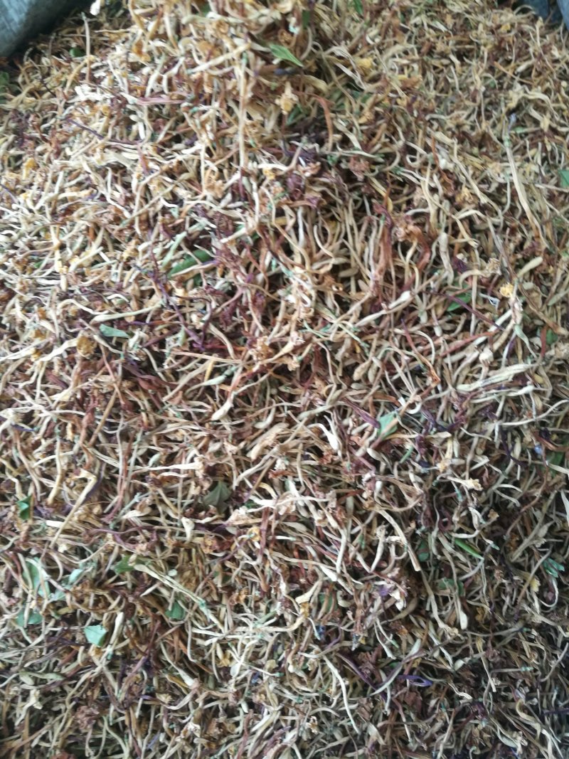云南野生金银花产地直销