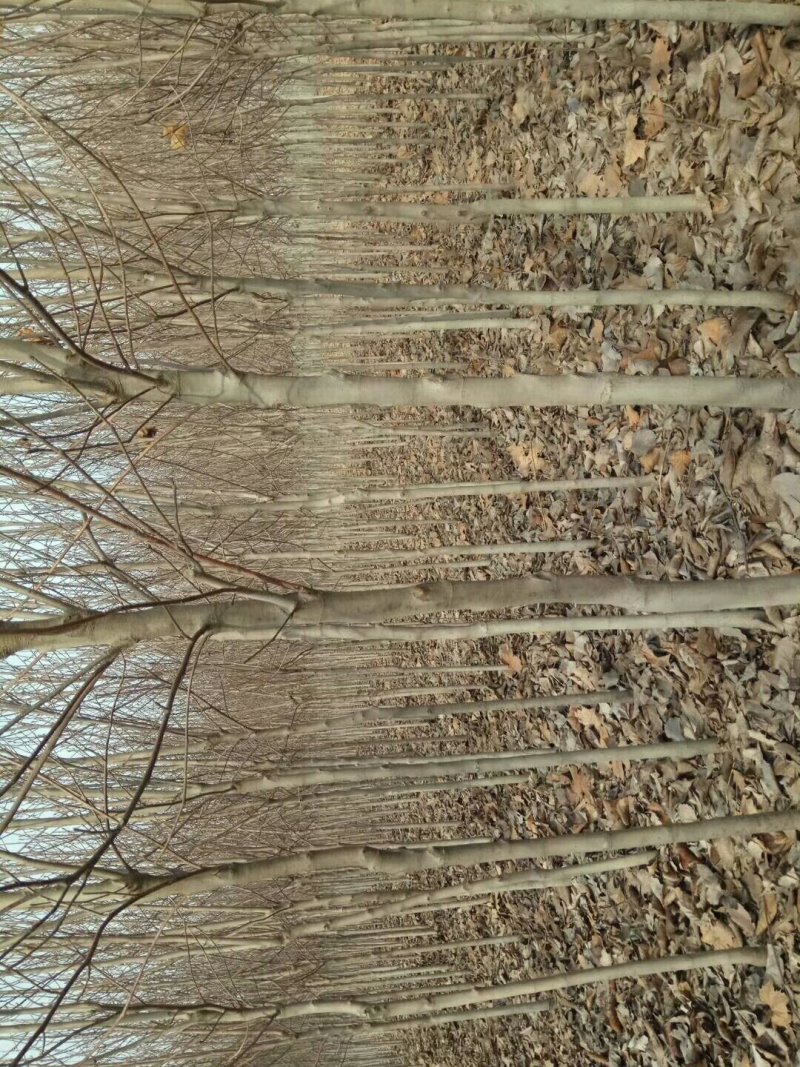 大量出售4567公分玉兰花