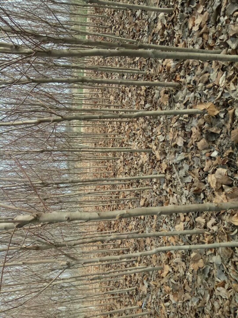大量出售4567公分玉兰花