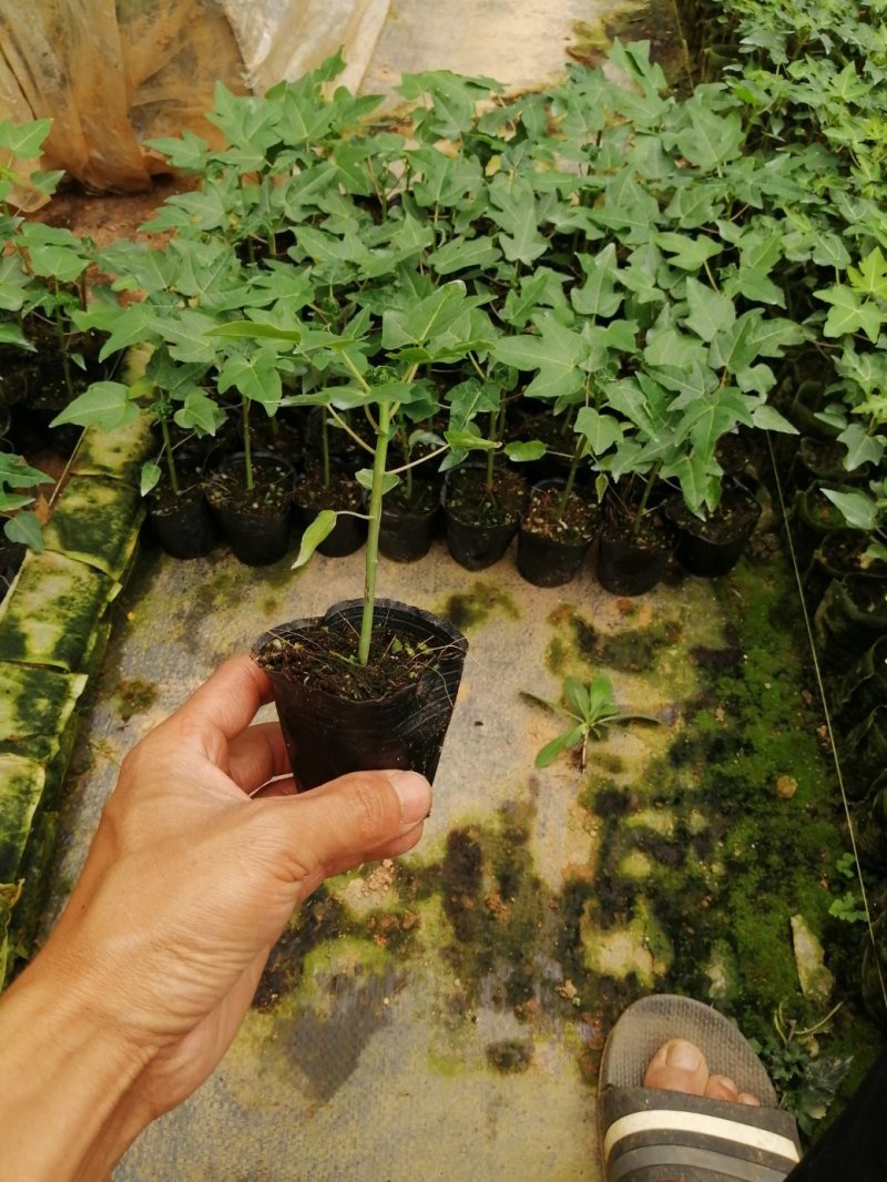 红肉水果木瓜苗当年种植当年结果量大从优欢迎下单选购