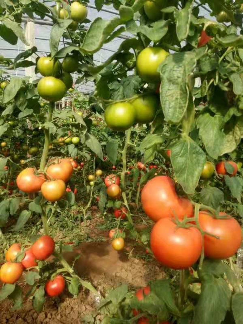 山东淄博临淄齐都东石来宾菜场西红柿大量上市，品种好，口感