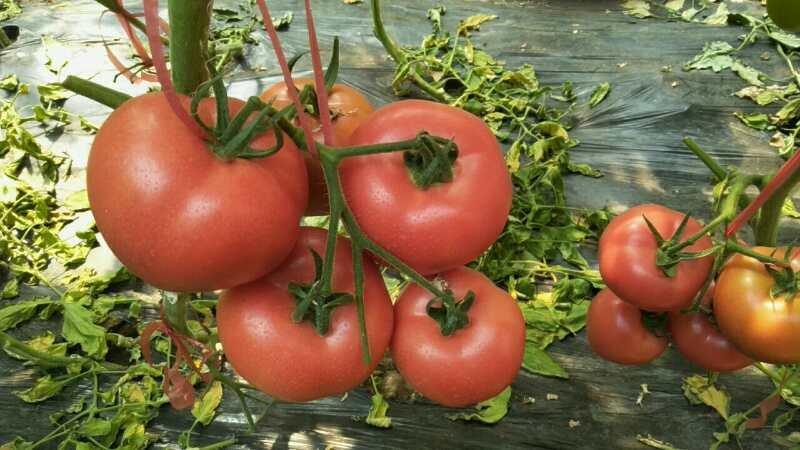 山东淄博临淄齐都东石来宾菜场西红柿大量上市，品种好，口感