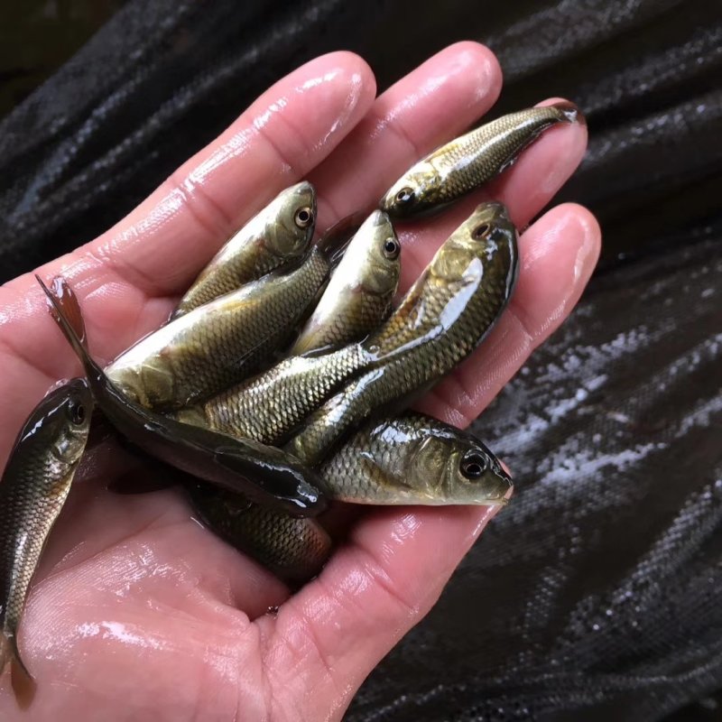 鲤鱼苗健鲤鱼苗禾花鲤鱼苗裸鲤鱼苗金丝鲤鱼苗