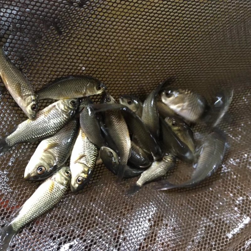 鲤鱼苗健鲤鱼苗禾花鲤鱼苗裸鲤鱼苗金丝鲤鱼苗