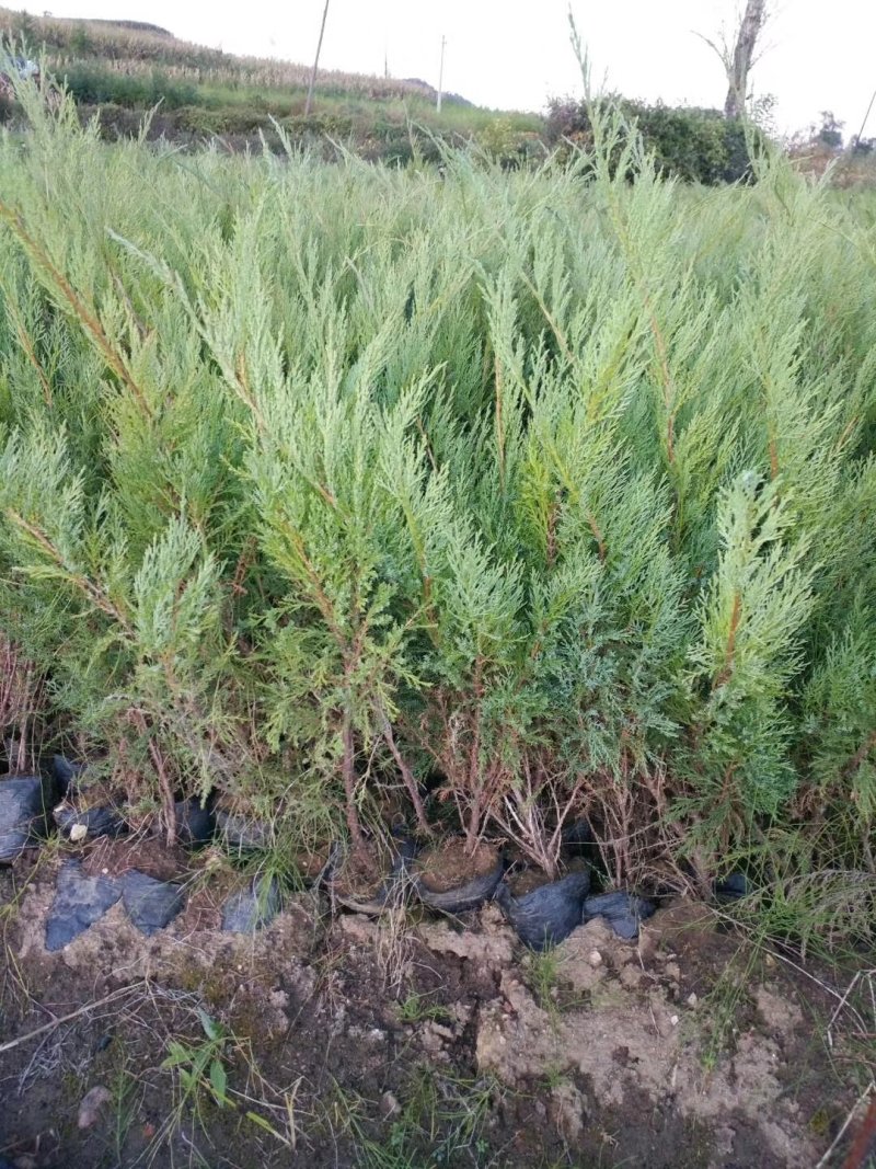 铺地柏燕柏柏树30-40高！沙地柏杯苗现货