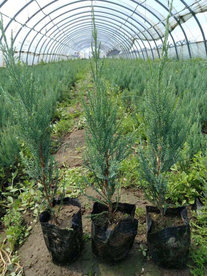 铺地柏燕柏柏树30-40高！沙地柏杯苗现货
