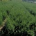 铺地柏燕柏柏树30-40高！沙地柏杯苗现货