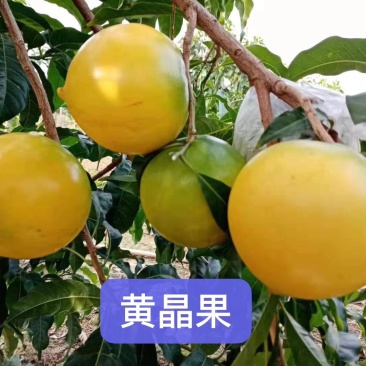 黄晶果实生苗苗，嫁接黄晶果苗