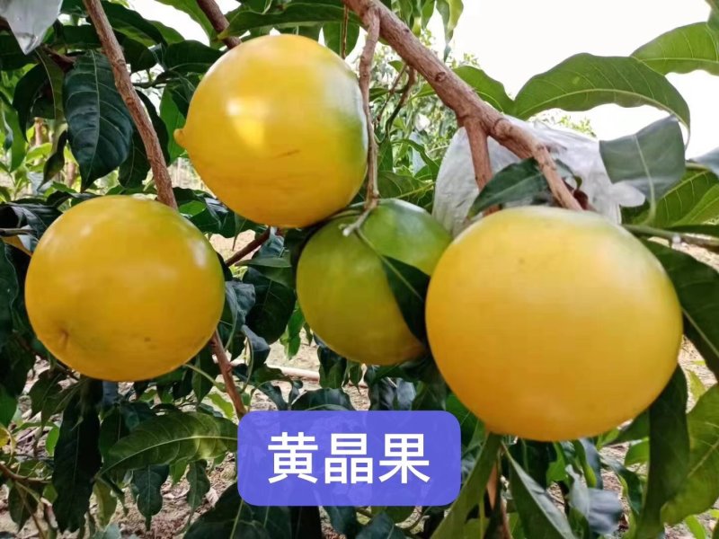黄晶果实生苗苗，嫁接黄晶果苗