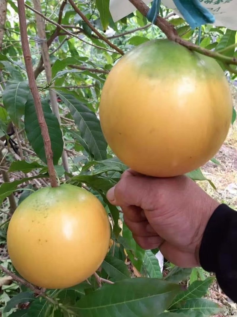 黄晶果实生苗苗，嫁接黄晶果苗