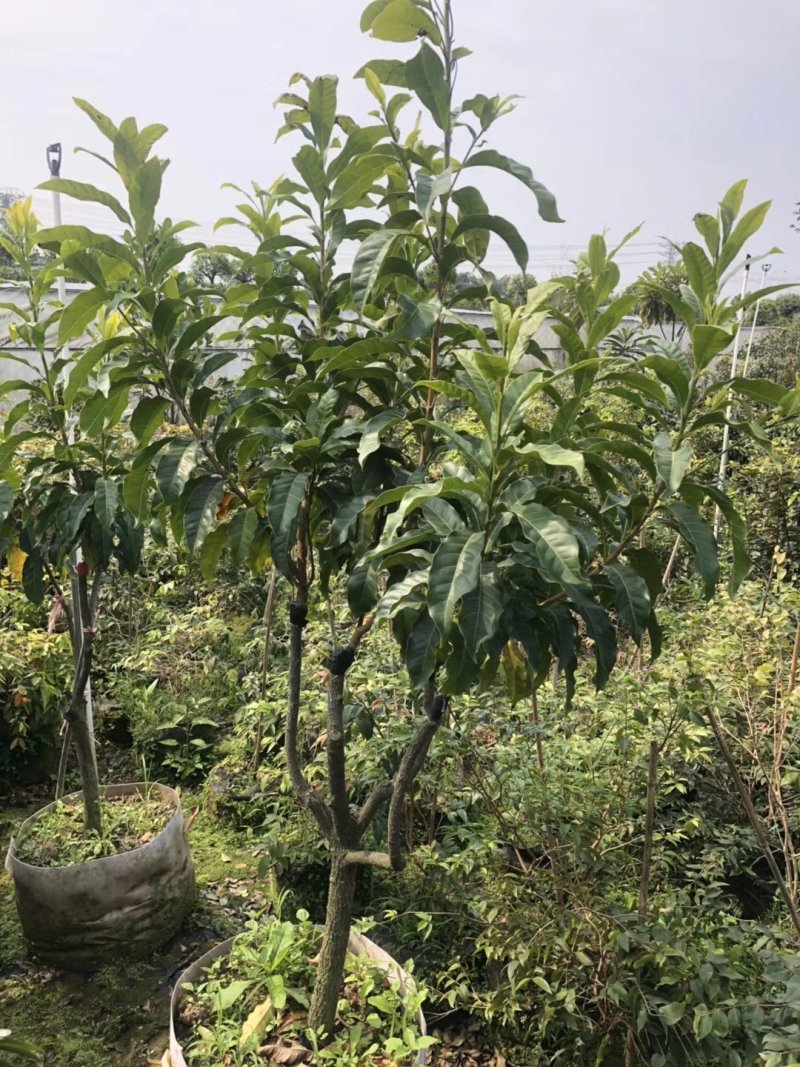 黄晶果实生苗苗，嫁接黄晶果苗