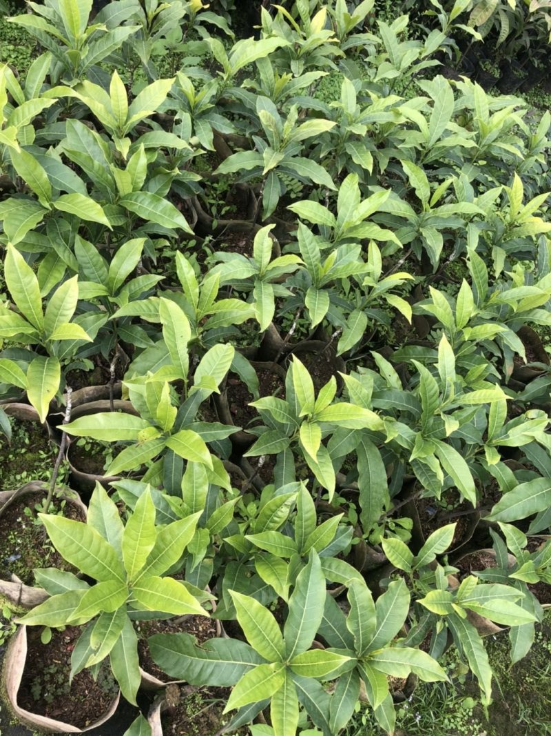 黄晶果实生苗苗，嫁接黄晶果苗