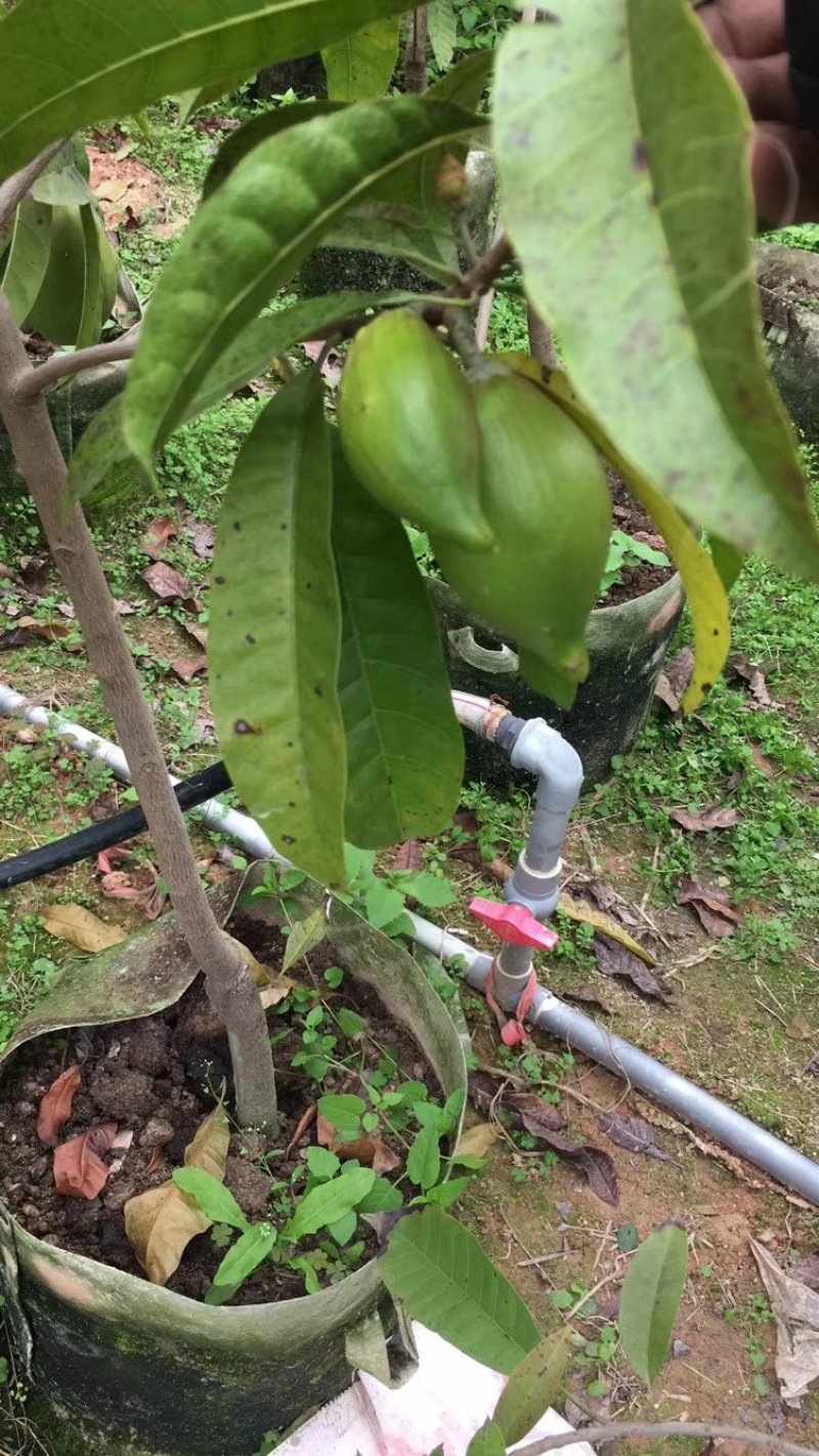 台湾耀堂仙桃，鸡蛋果嫁接树苗