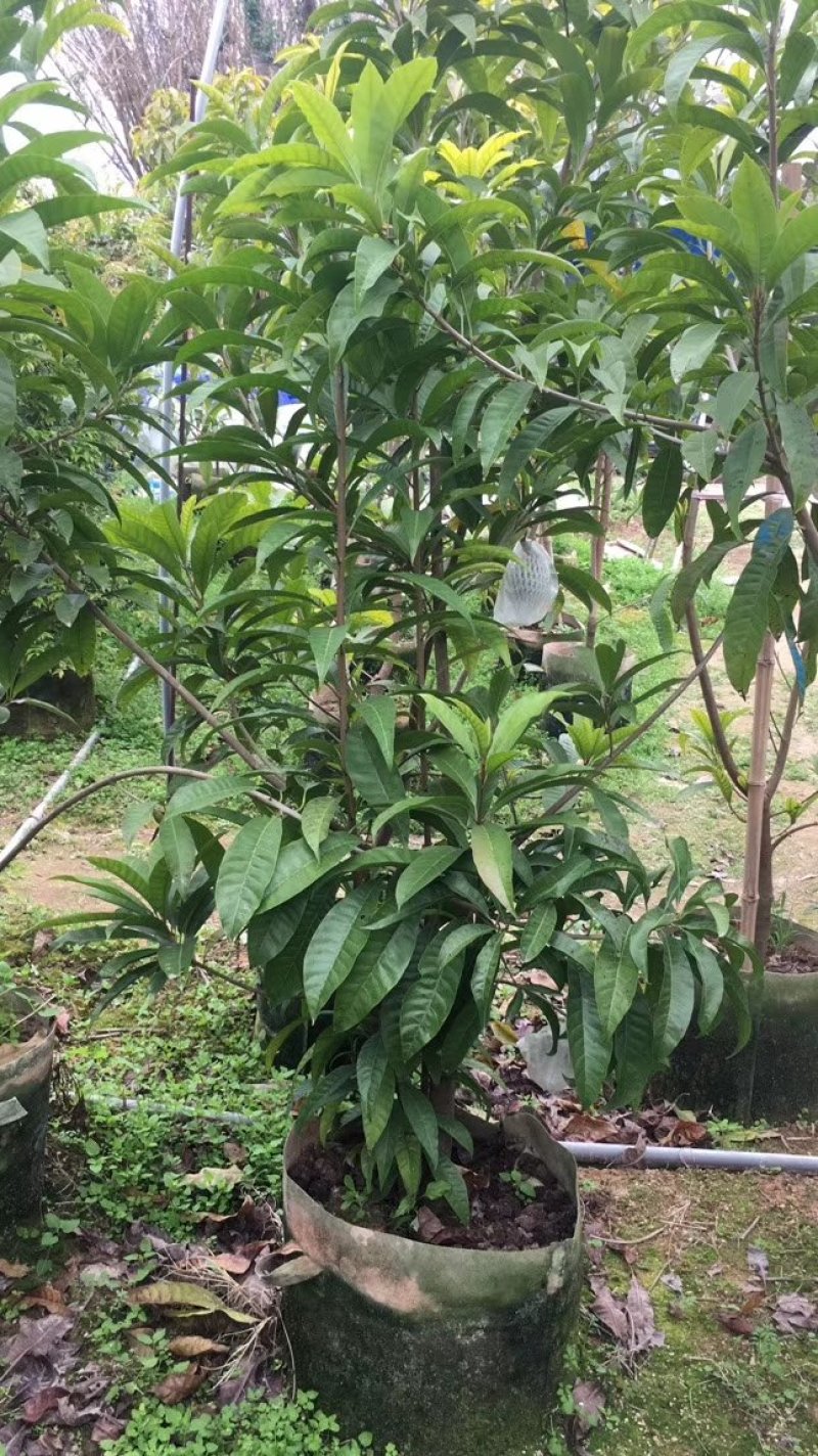 台湾耀堂仙桃，鸡蛋果嫁接树苗