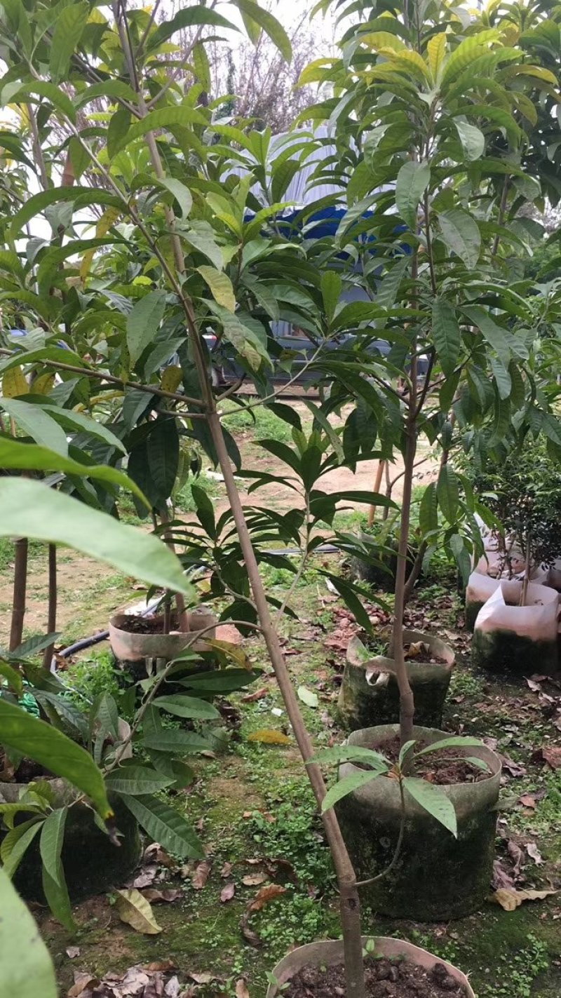 台湾耀堂仙桃，鸡蛋果嫁接树苗