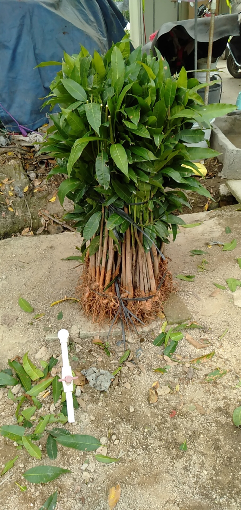 芒果苗小杯苗，嫁接四季芒果苗