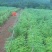江西樟树纯正中花吴茱萸扦插苗当年结果提供技术包回收