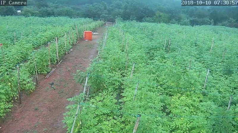 江西樟树纯正中花吴茱萸扦插苗当年结果提供技术包回收