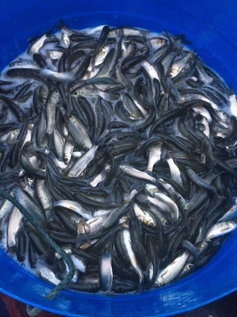 水产鱼苗，草鱼苗，抗病能力强，货真价实，假一赔十