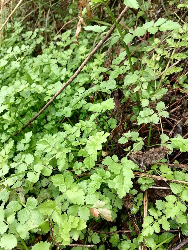 野生水芹菜