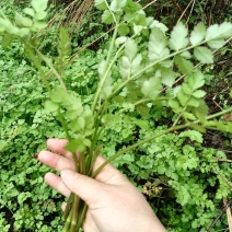 野生水芹菜