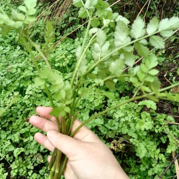 野生水芹菜