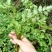 野生水芹菜