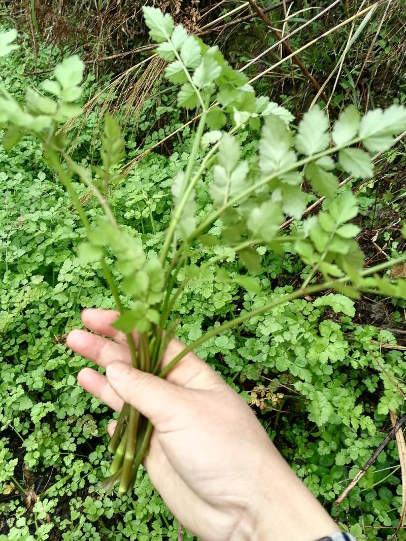 野生水芹菜
