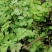 野生水芹菜