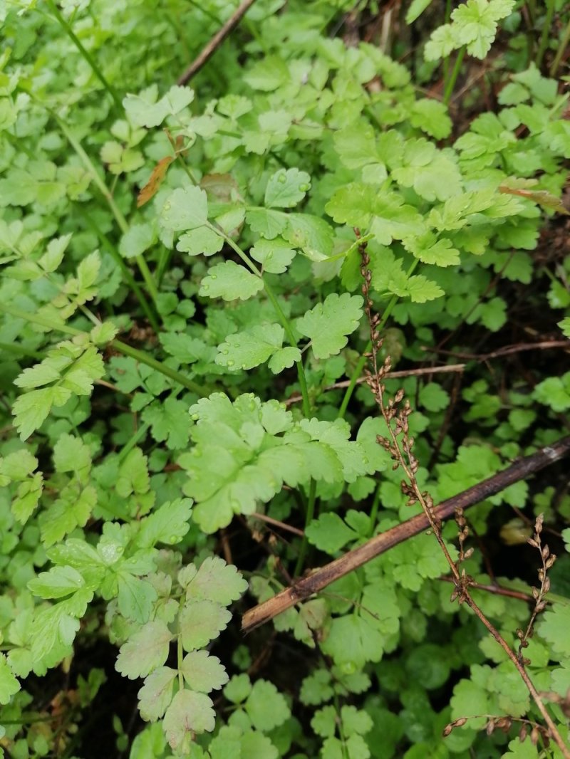 野生水芹菜