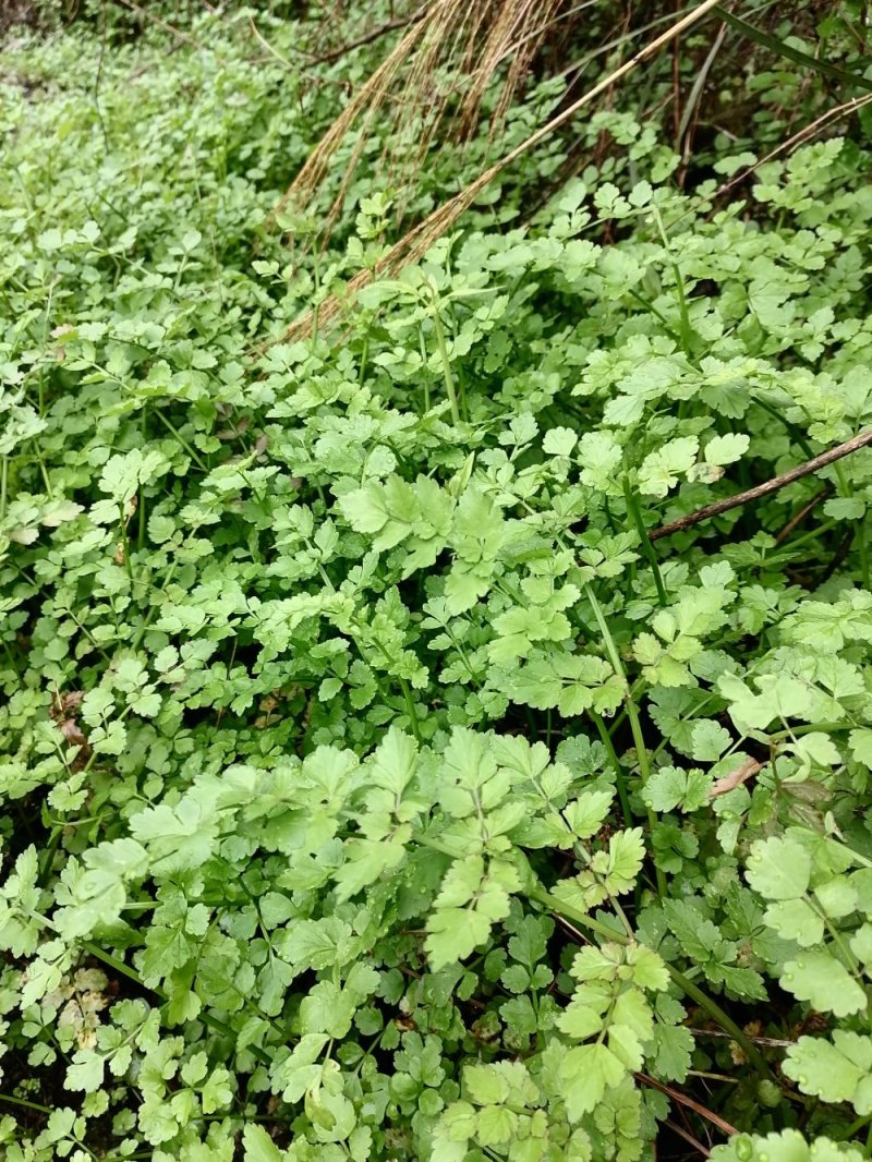 野生水芹菜