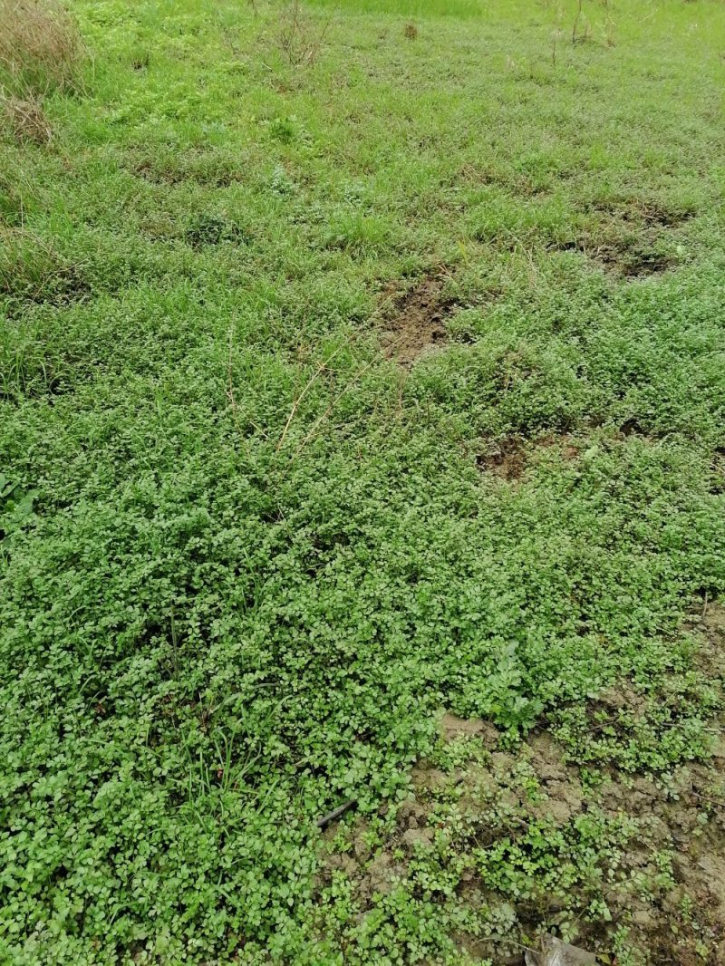 野生水芹菜