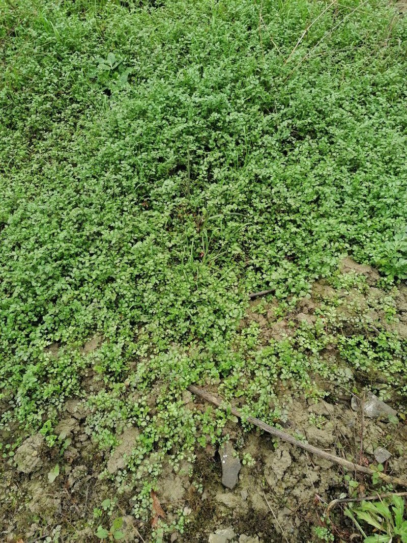 野生水芹菜
