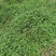 野生水芹菜