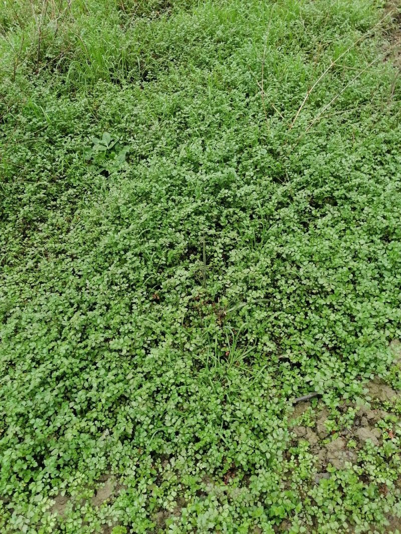 野生水芹菜