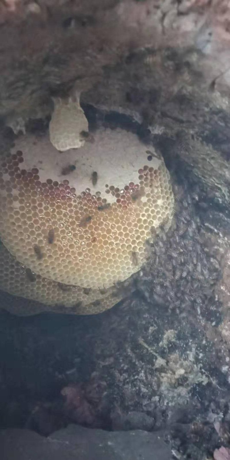 野生蜂蜜