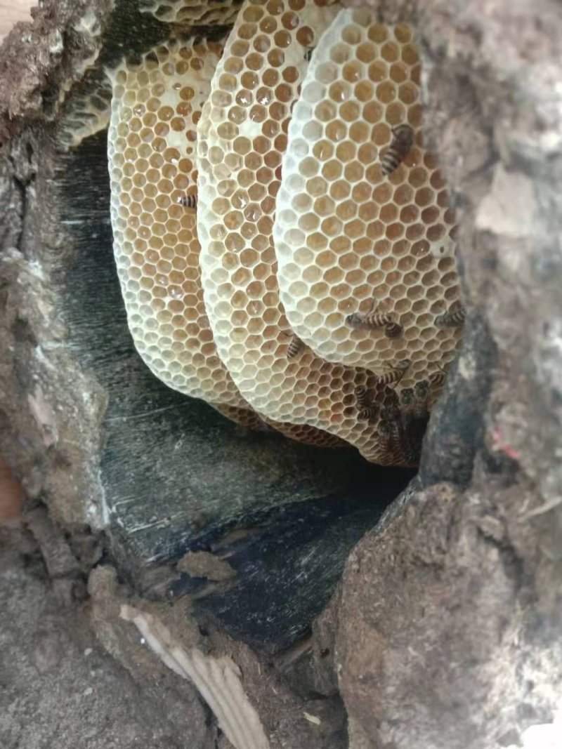 野生蜂蜜