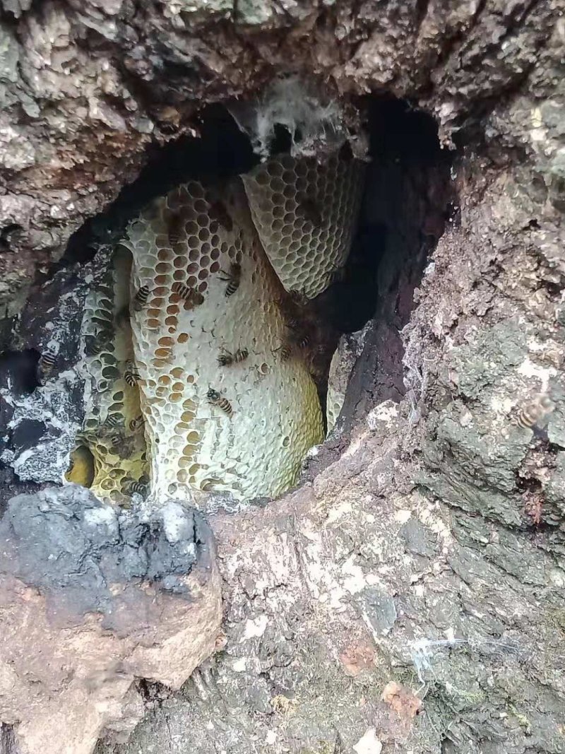 野生蜂蜜