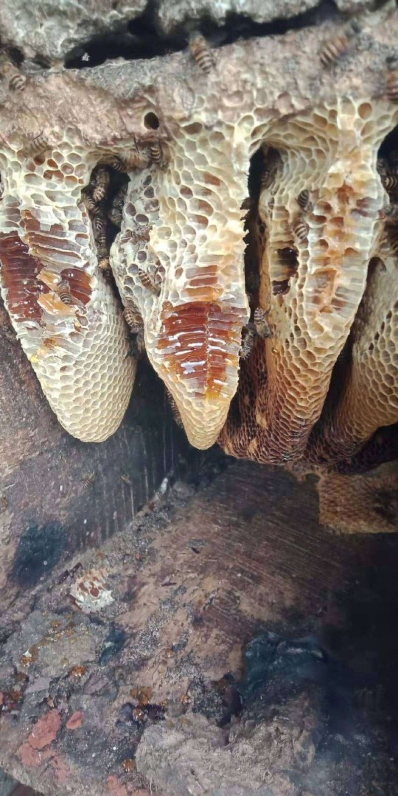野生蜂蜜
