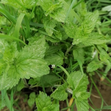 野生薄荷